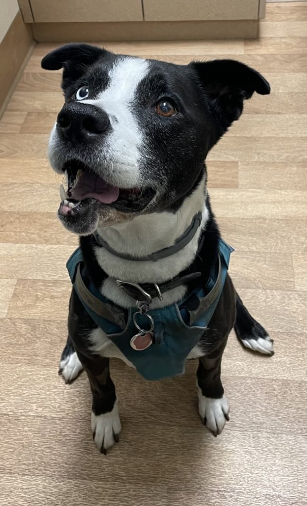 FAQ in Aptos, CA Dentistry for Animals